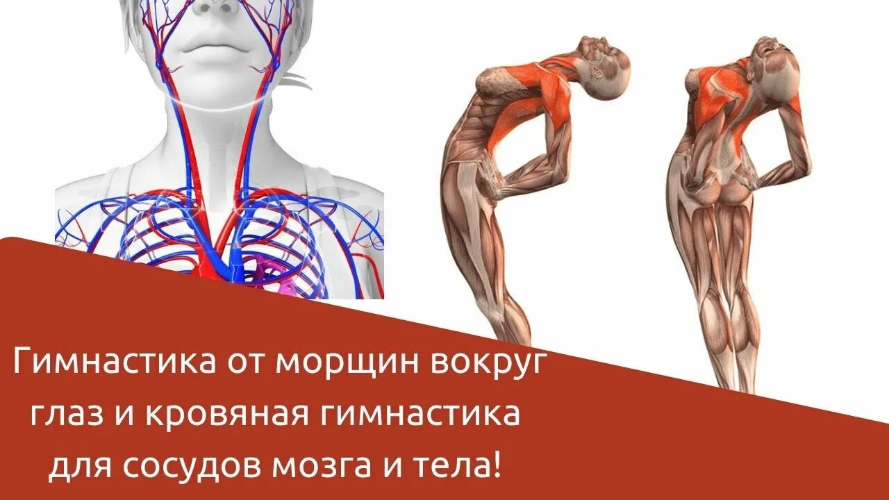 Лфк при ибс комплекс упражнений. Комплекс упражнений лфк при артериальной гипертонии. Упражнения для укрепления сердца. Суставная гимнастика. Круговые движения руками.