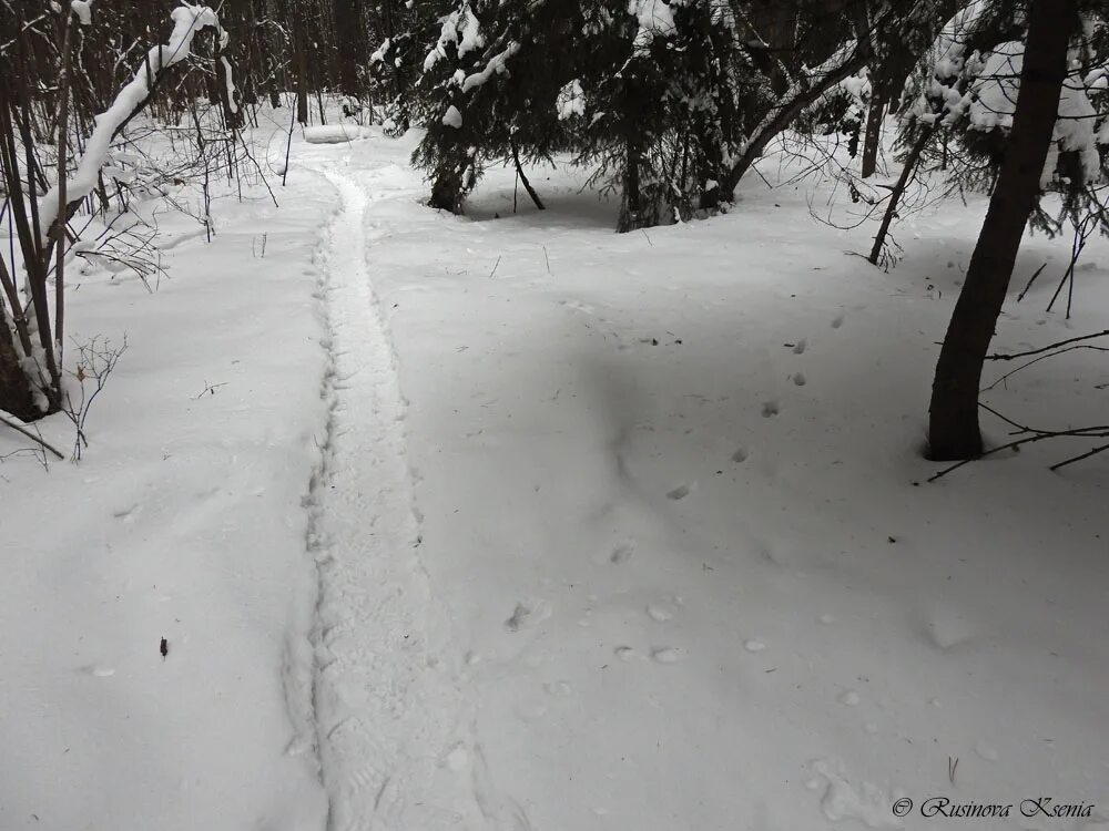 Лисьи следы на снегу. Следы лисы на снегу. Следы лисицы на снегу. Лисий след ведет. Следы лисы зимой.