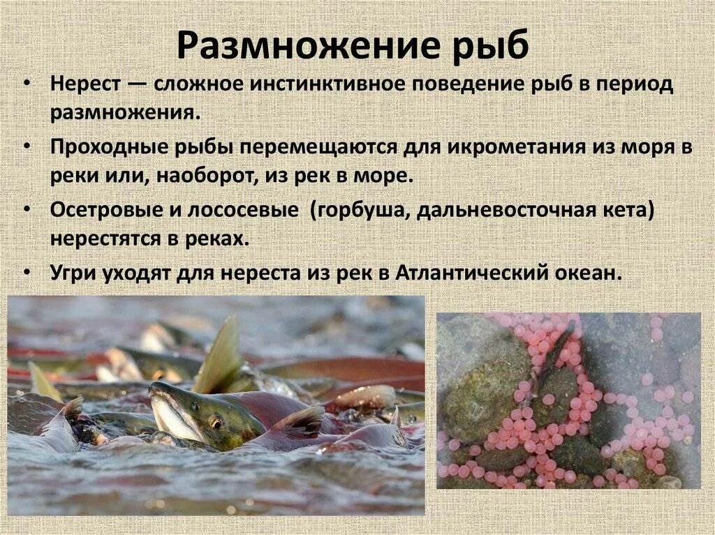 Нерест рыб какое размножение