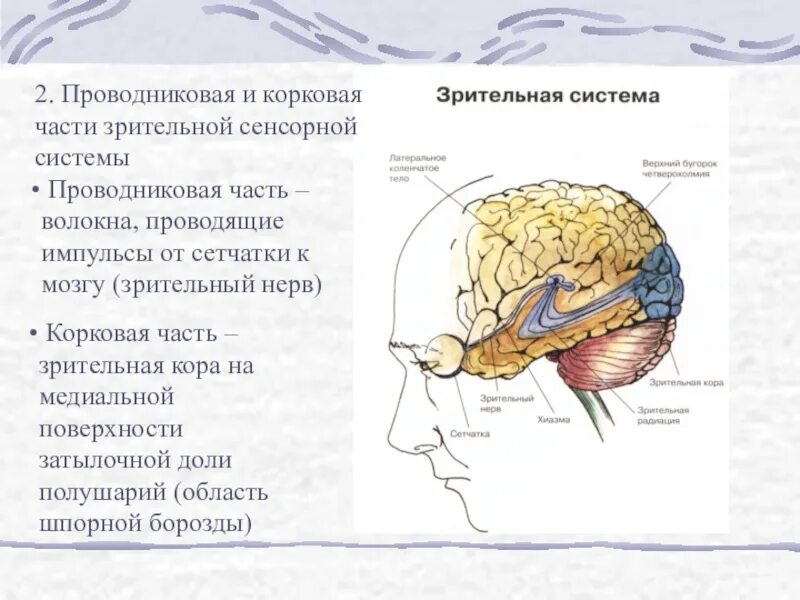 Зрительный анализатор в затылочной доле. Коковывй отдел зриетльно йсистемы. Проводниковый и корковый отделы зрительной системы.. Корковый отдел зрительной сенсорной системы. Зрительный анализатор головного мозга анатомия.