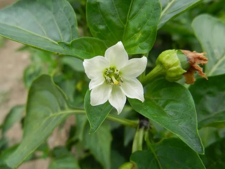 Перец шу пестролистный. Перца capsicum annuum. Перец бутоны. Завязи острого перца. Завязь перца.