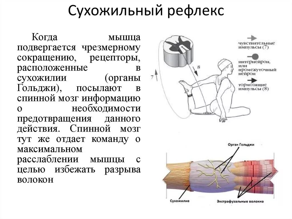 Снижение сухожильных рефлексов. Снижение глубоких сухожильных рефлексов. кожные и сухожильные рефлексы человека. механизм сухожильного рефлекса физиология. оценка сухожильных рефлексов неврология.