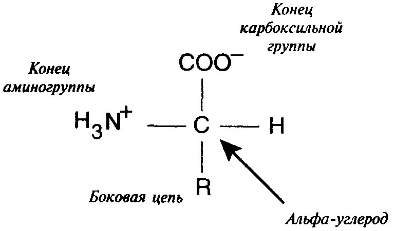 Атом углерода карбоксильной группы. Альфа углеродный атом в аминокислоте. Альфа положение углерода. Карбоксильная группа аминокислот. Альфа углерод в белках.