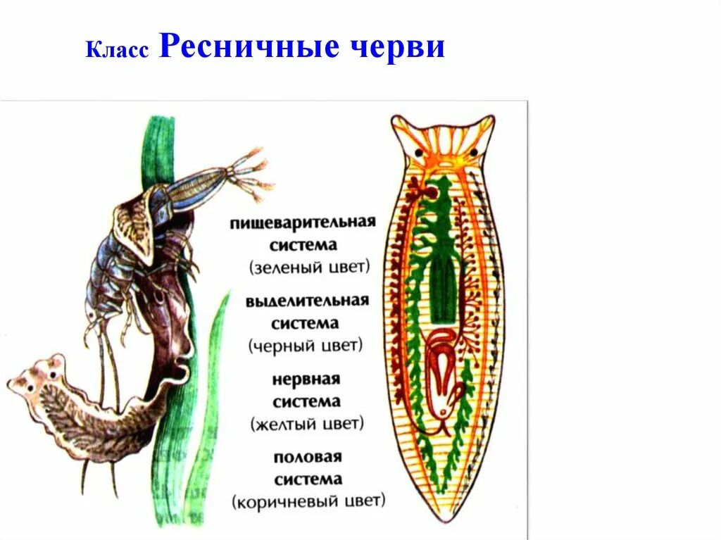 Система ресничных червей. Плоские черви класс Ресничные. Turbellaria (Ресничные черви). Тип плоские черви турбеллярии. Тип плоские черви класс Ресничные черви.