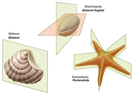 Симметрия тела двусторонних моллюсков