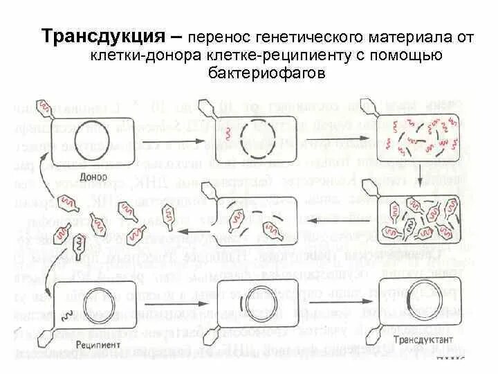 Схема трансдукции у бактерий. Трансдукция микробиология схема. Специфическая трансдукция схема. Трансдукция (генетика). Наследственный перенос