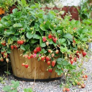 Ампельная клубника