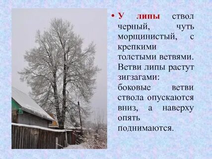 В исследовании ученый измерял параметры веток липы