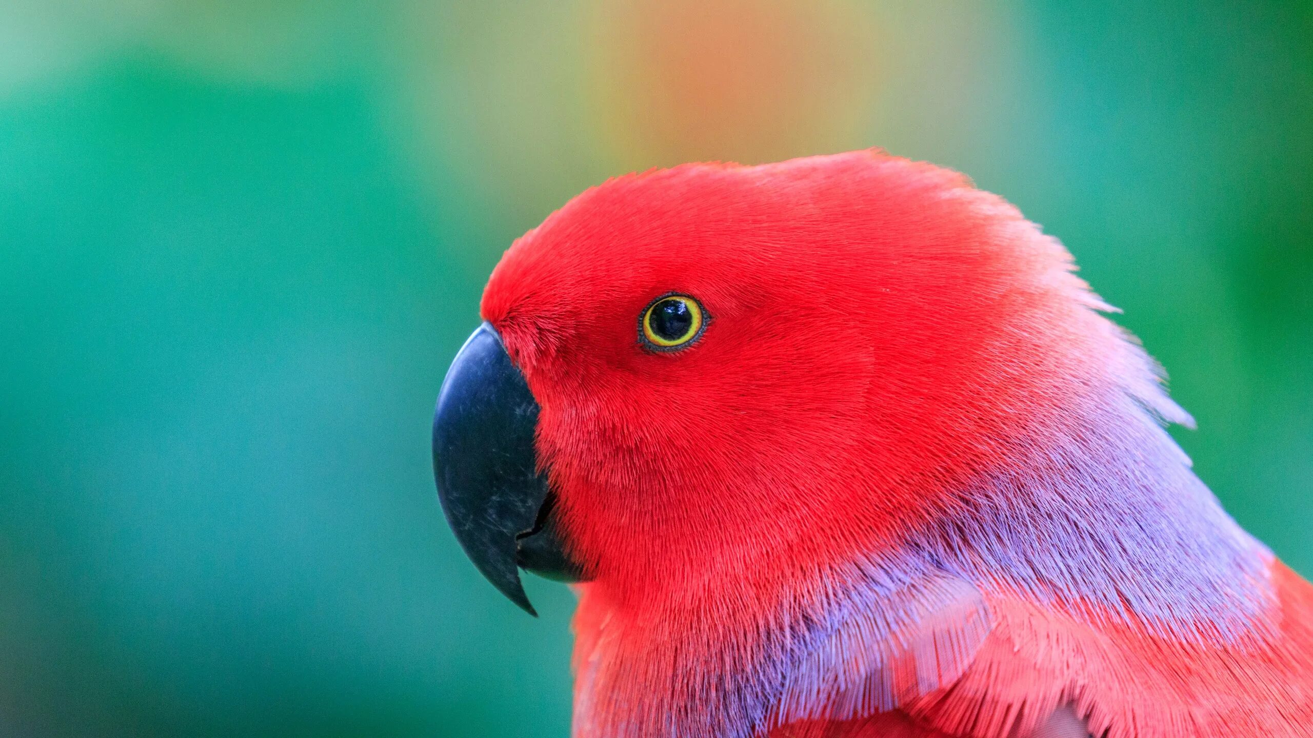 Red parrot