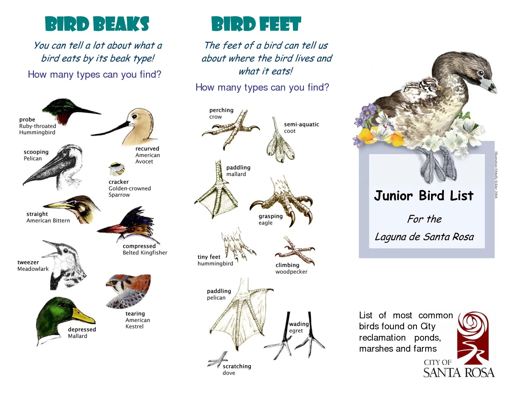 Types of птицы. Bird beak. Bird feet. Beak англ.