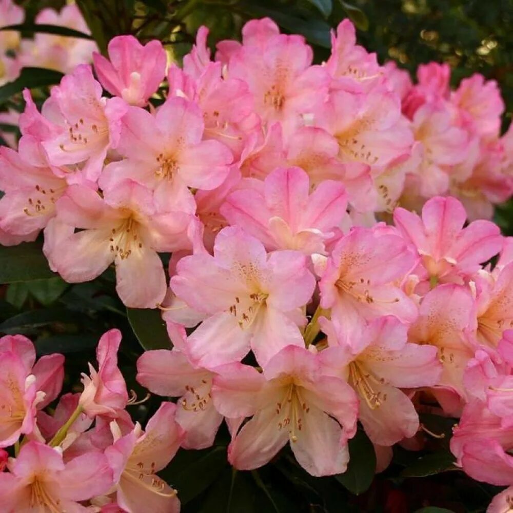 Розы рододендрон. Рододендрон якушиманский. Рододендрон. Розы рододендрон. Рододендрон dresselhaus.