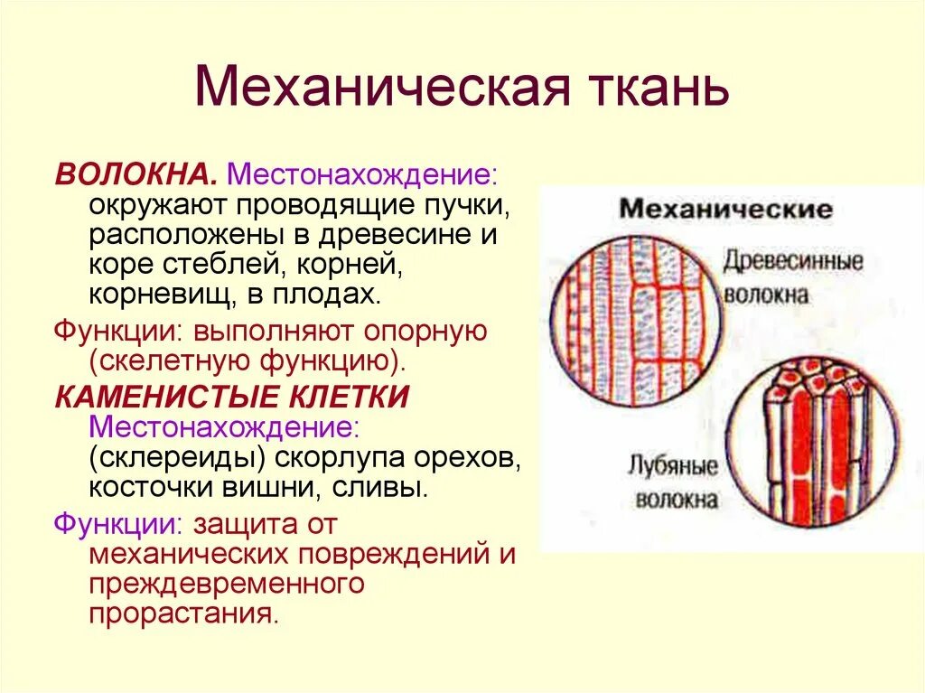 Строение местоположение и функции механических тканей растений. Строение клеток волокон механической ткани. Месторасположение механической ткани растений биология. Механическая ткань растений строение и функции и расположение.