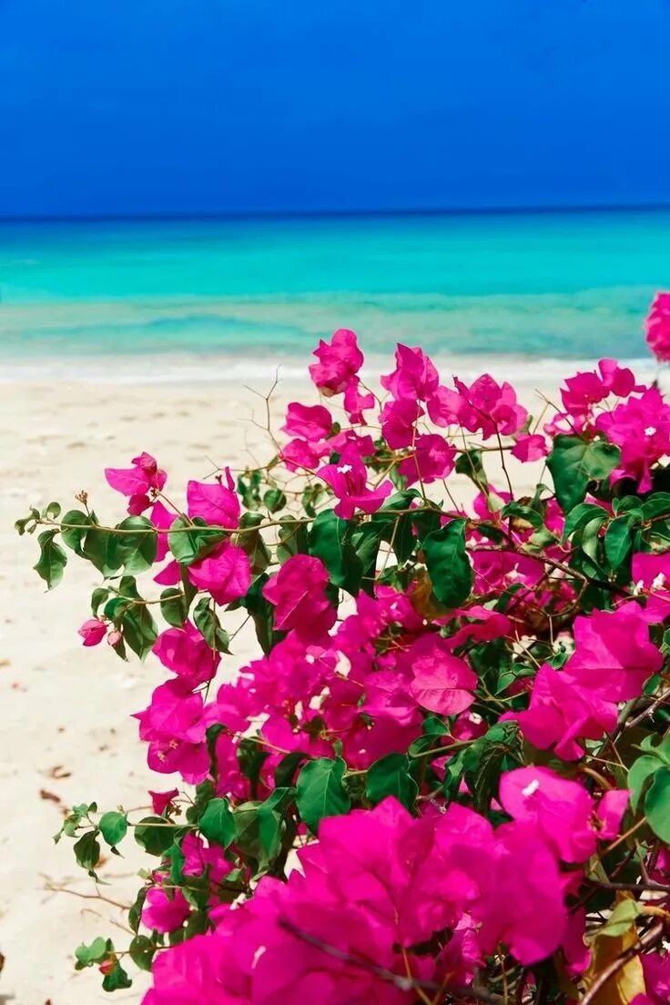 Яркие цветы на море. Бугенвиллия Гавайи. Бугенвиллия в Тайланде. Бугенвиллия Педро. Бугенвиллия Распберри айс.
