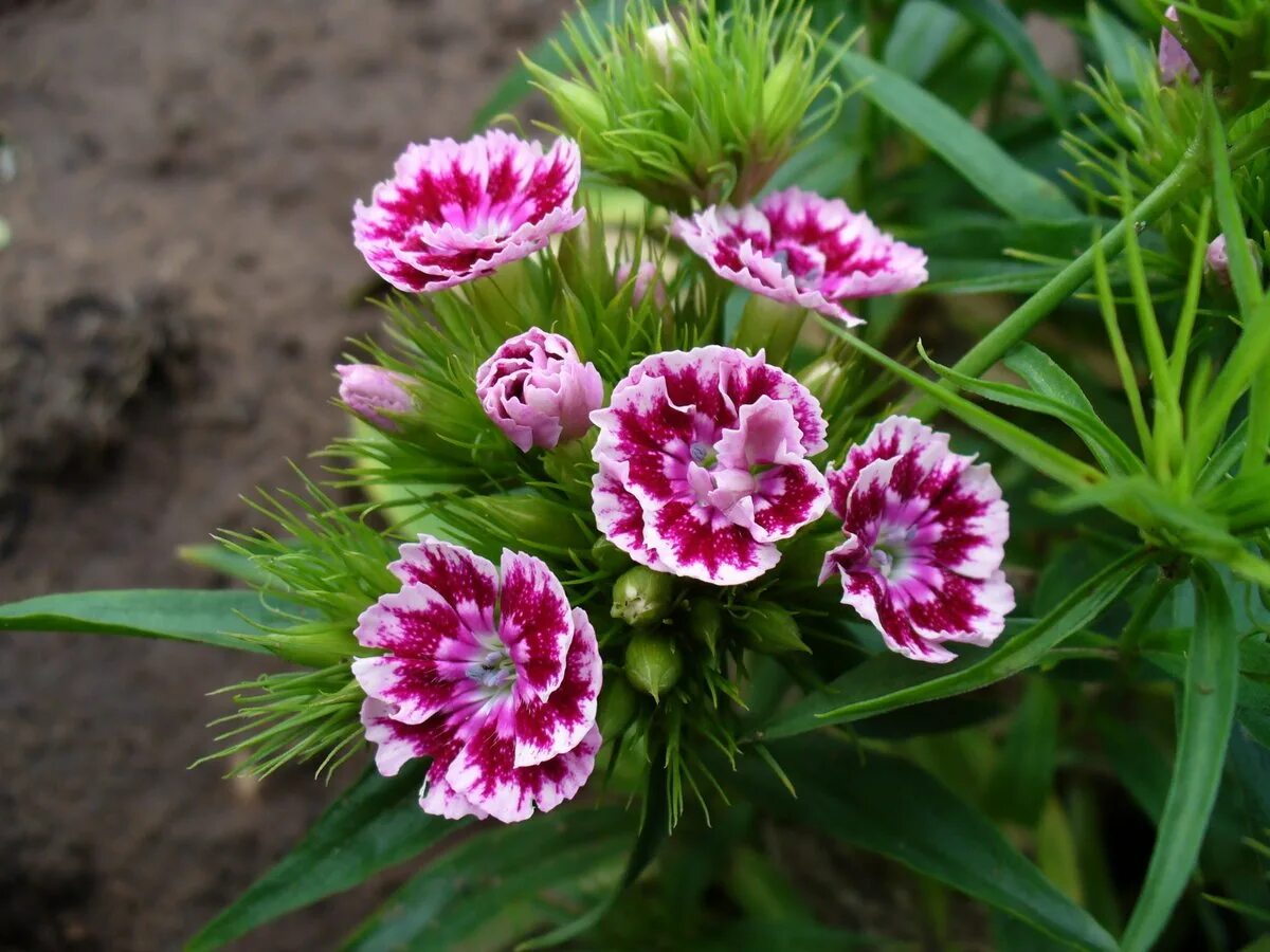 Диантус, гвоздика (турецкая). Гвоздика бородатая - Dianthus barbatus. Гвоздика Садовая Авранчин. Турецкая гвоздика весной