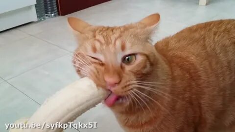 Смешные видосики с котиками