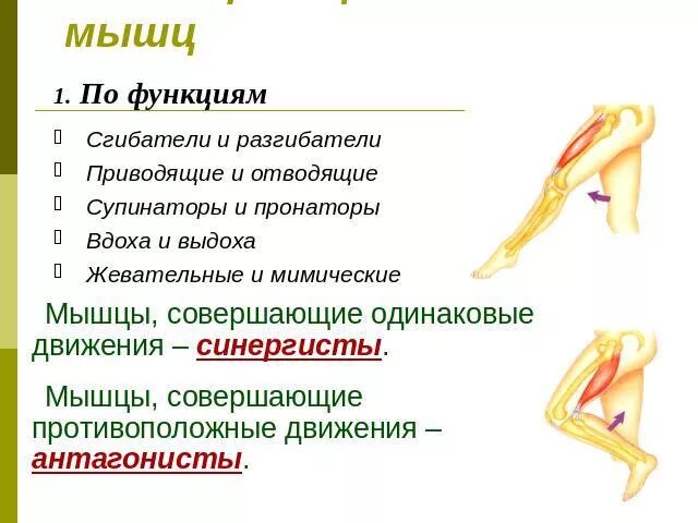 Мышцы выполняющие одинаковую функцию. Мышцы сгибатели функции. сгибатели разгибатели приводящие отводящие. работа мышц сгибателей и разгибателей таблица. мышцы по функции приводящие отводящие.