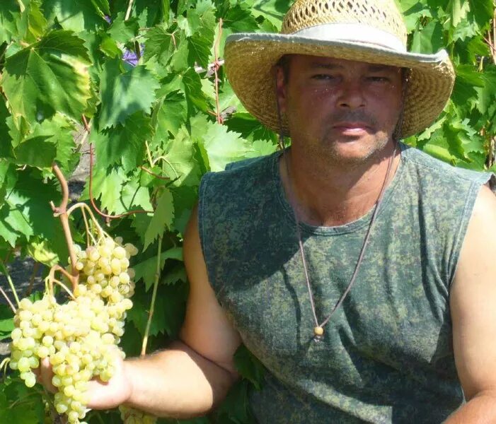 Сарсад голубевых. Голубев саратов саженцы. виноградари саратова. питомник голубевых в саратове. питомник голубевых в саратове саженцы.