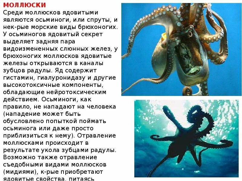 Осьминог какой класс животных. Осьминог описание. доклад на тему ядовитые животные. информация о осьминоге. презентация по теме ядовитые животные.