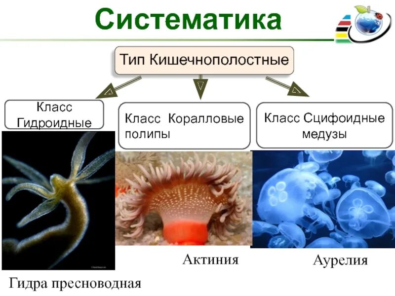 3 признака кишечнополостных. Гидроидные Сцифоидные коралловые полипы. Классификация кишечнополостных червей. Систематика животных Тип Кишечнополостные. Кишечнополостные черви 7 класс биология.