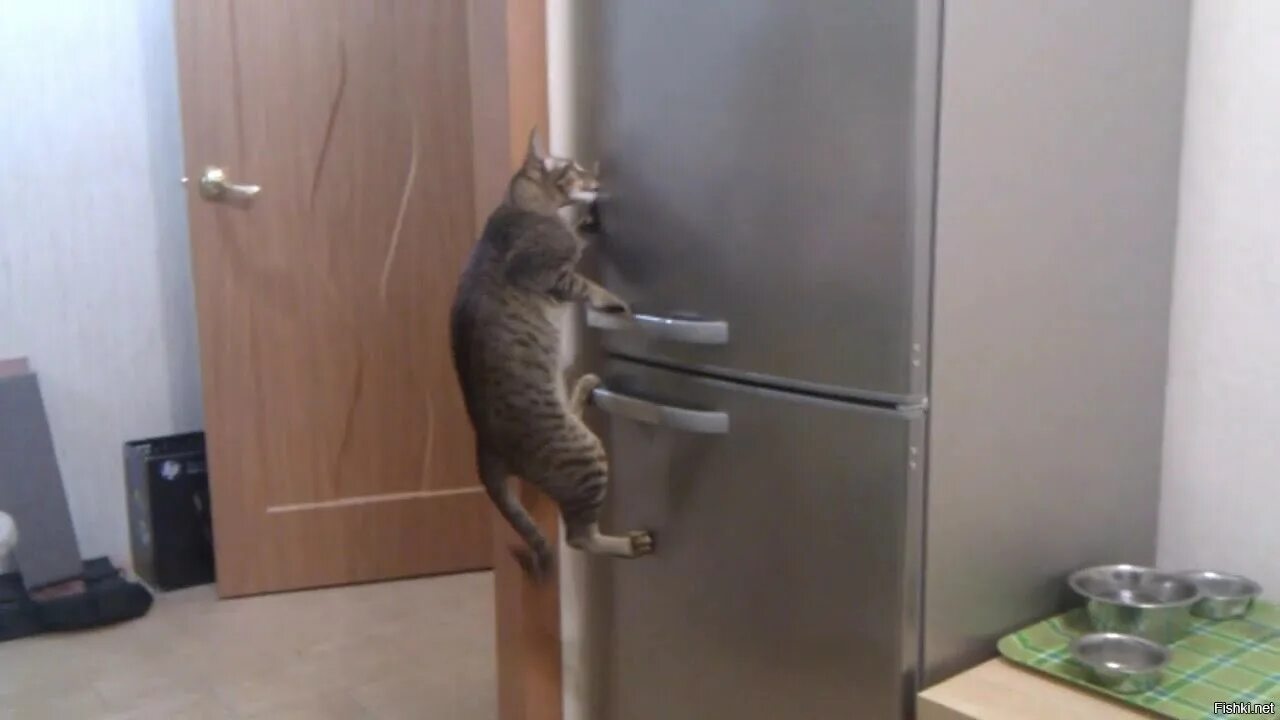 Кот открыл кран. Прикольный холодильник. Кот в холодильнике. Кошка на холодильник. Гиф кот в холодильнике.