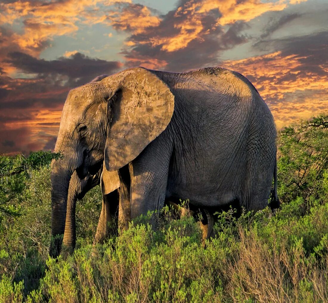 Two elephants