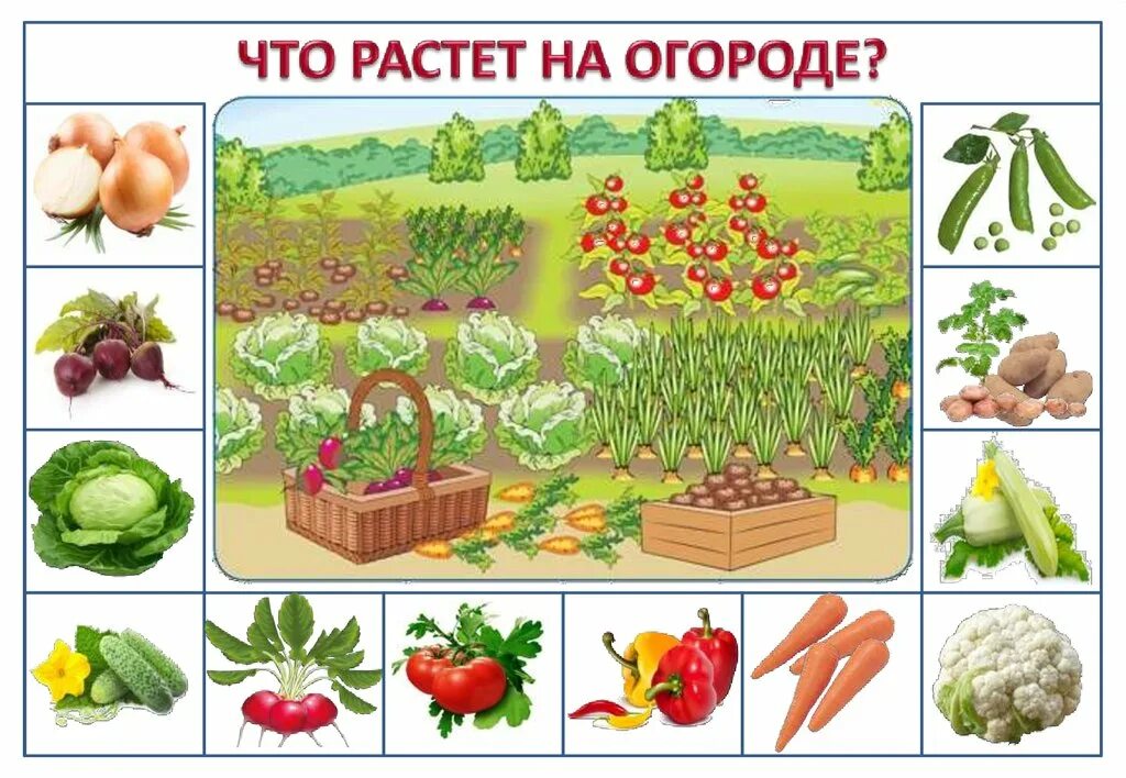 Дидактический материал по теме. Что растет на грядке дидактическая игра. Дидактическая игра что растет в саду и в огороде. Дидактическая игра огород и сад для младшей группы. Огород с овощами для детей.