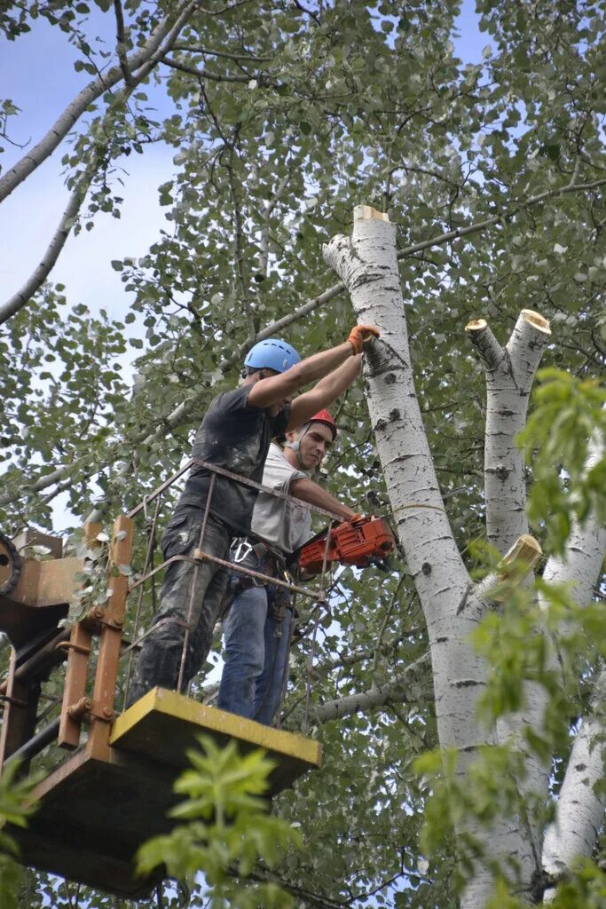 Дровосек удаление деревьев. Кронирование деревьев в туле. кронирование деревьев jvjkf. спил дерева. спил и опиловка деревьев.