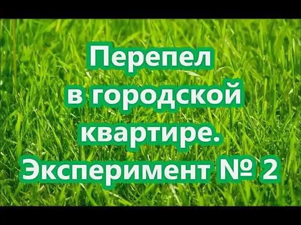 Эксперимент перепел. Перепелки в городской квартире.