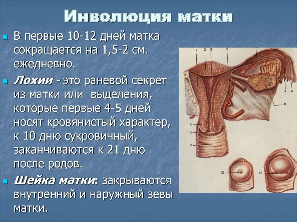 Дно матки после родов. Инволюция матки. Субинволюция матки. Послеродовая субинволюция матки. Инволюция матки после родов.