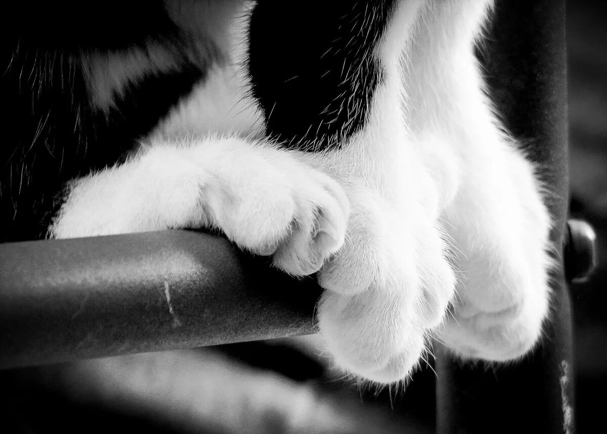 Что значит кот лапы. Кошачья лапа. лапа кота с когтями. лапки эстетика. лапа черного кота.