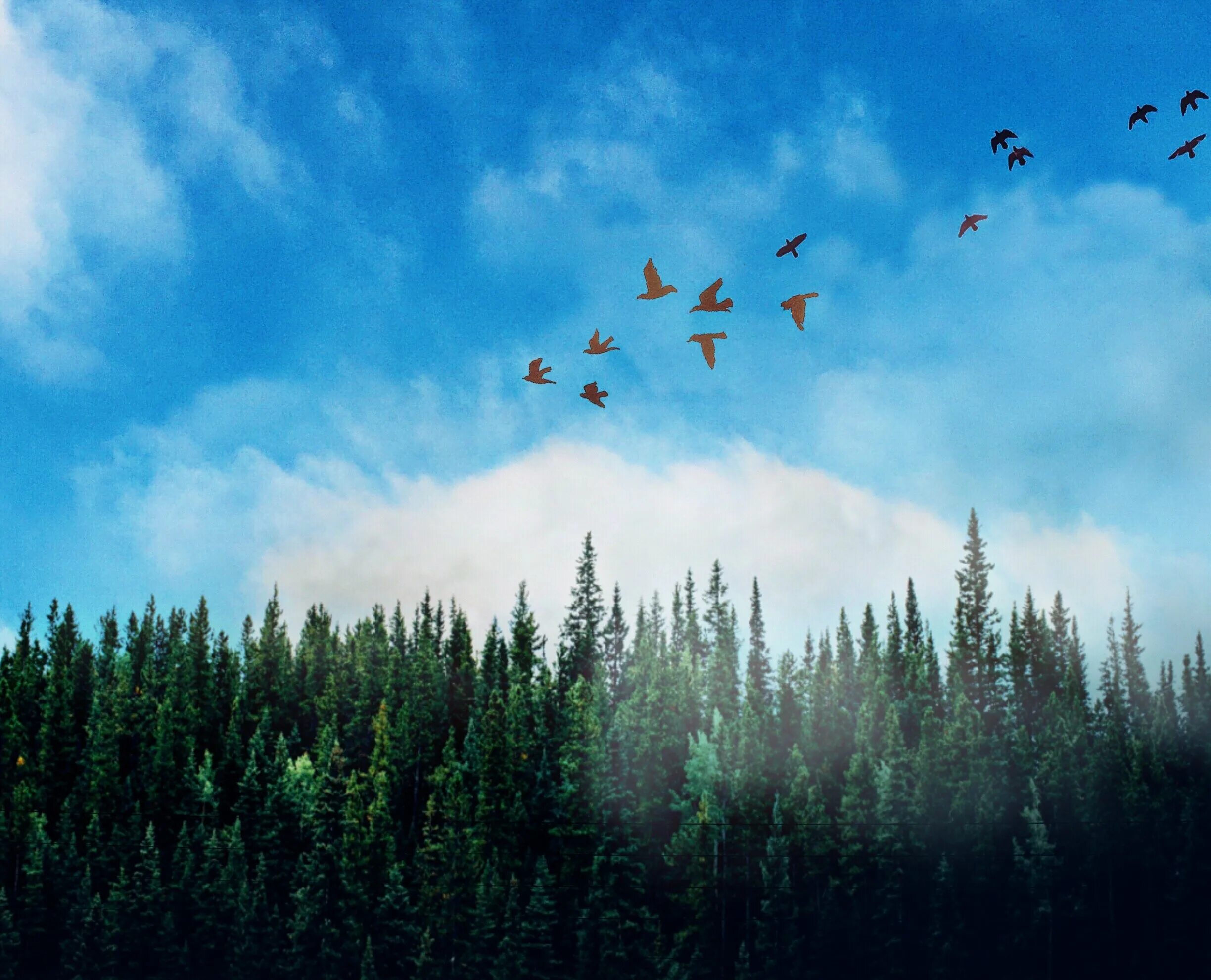 Сибирская тайга хмао сверху. Парящая птица. Птицы над лесом. Полет над лесом. Орел парящий над гранд каньоном.