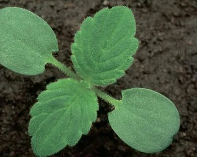 Crop id