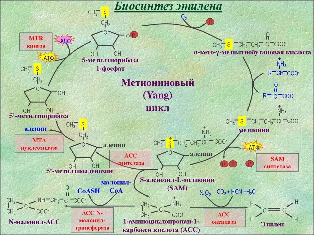 Механизм биосинтеза. Метиониновый цикл. Биосинтез этилена. Биосинтез этилена в растениях. Биосинтез аминокислот.