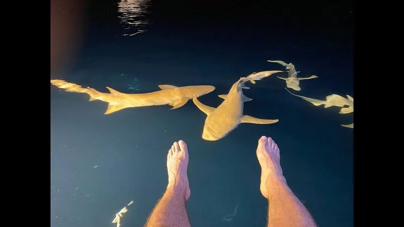 На мальдивах акулы нападали на людей. Акула нянька на Мальдивах. Мальдивские акулы няньки. Усатая акула-нянька. Нападение акул на Мальдивах.