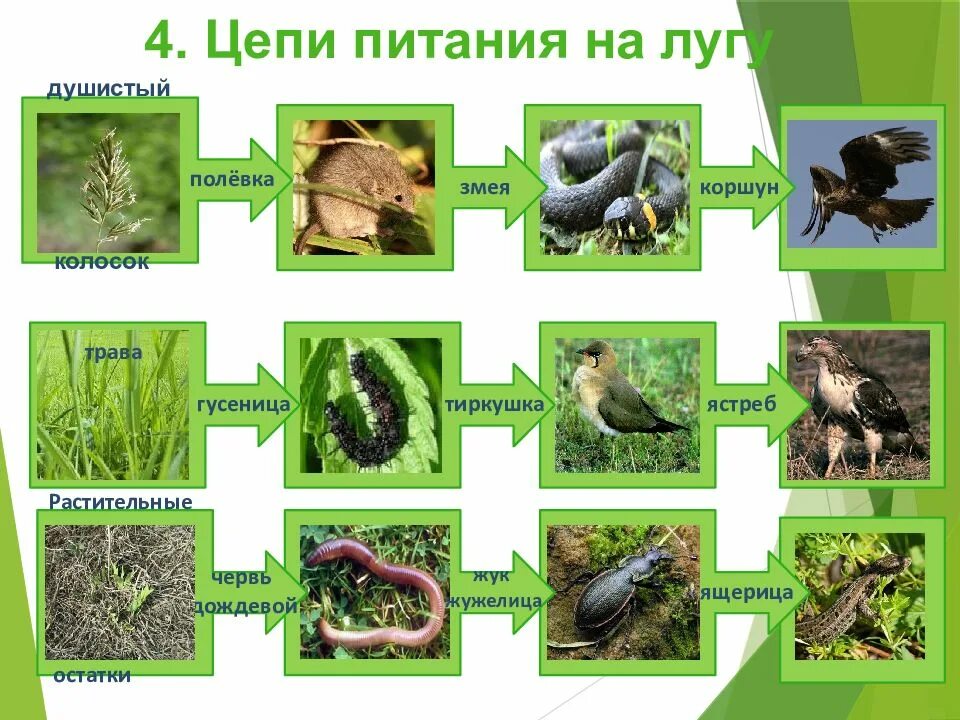 Цепи питания для картофельного и капустного поля. 2 цепи питания характерные для луга. цепь питания луга 4 класс окружающий мир. пищевая цепочка луга 4 класс окружающий мир. цепь питания жизнь луга 4 класс окружающий мир.