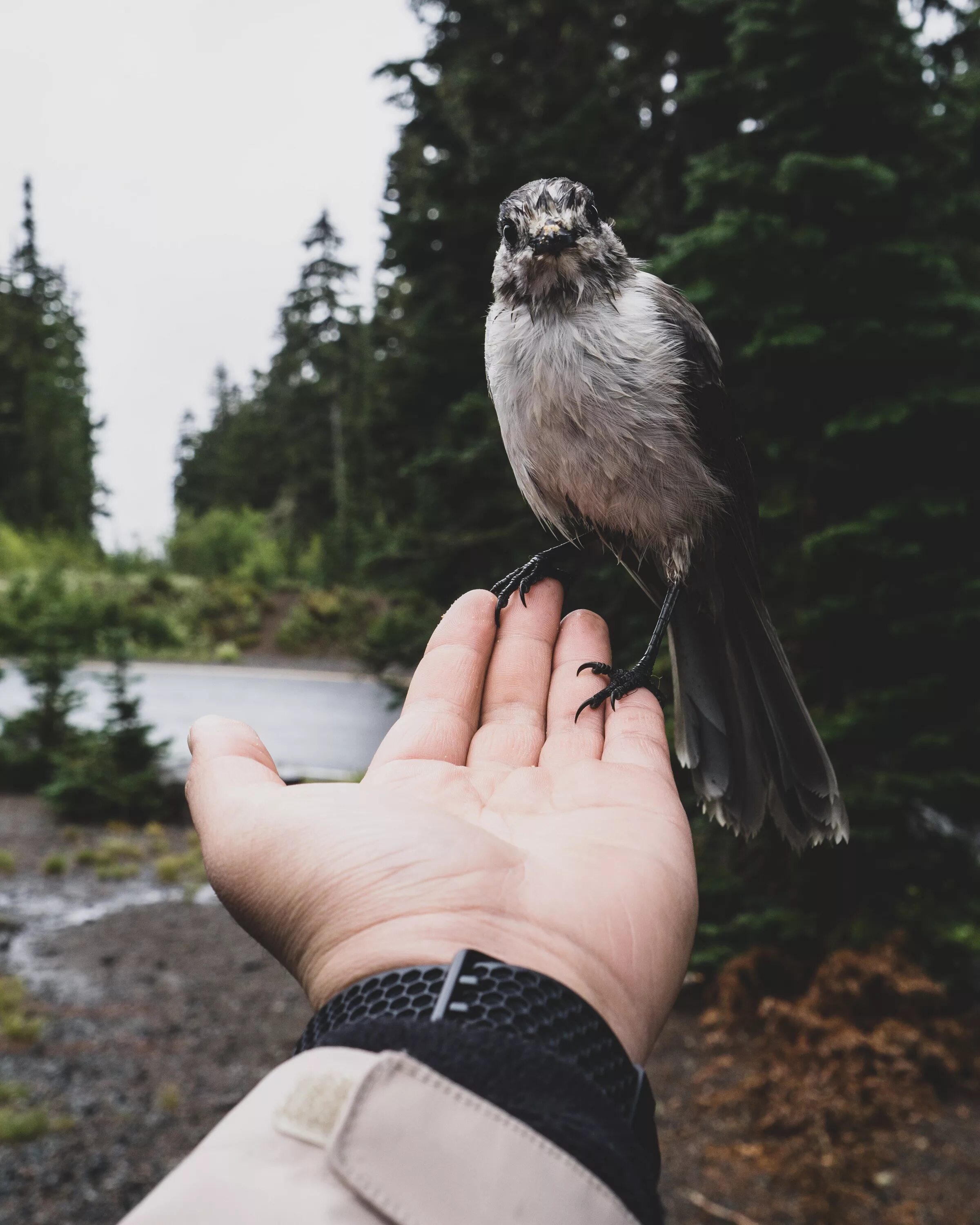 Птица ру. Птица на ладони. Птичка на руке. Птицы ладошками. Bird in hand