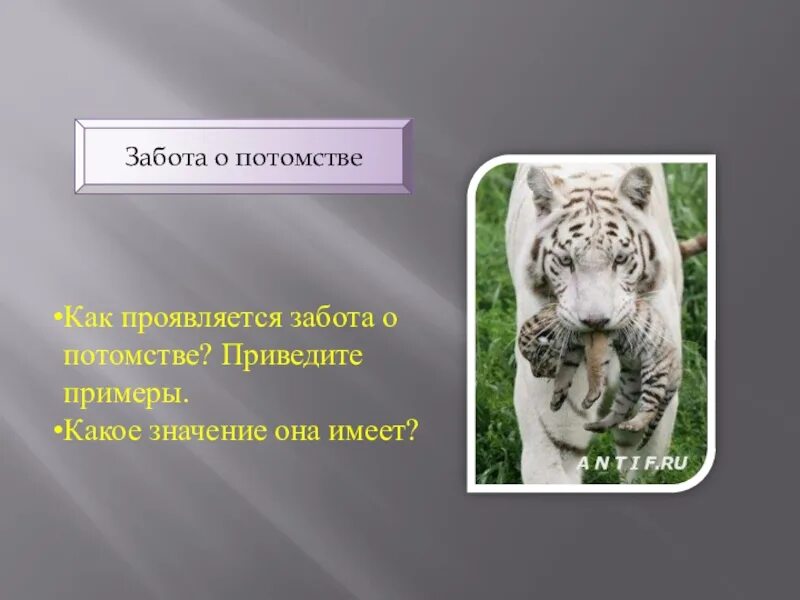 В чем выражается забота родителей о потомстве. Как проявляется забота. Забота о потомстве значение. Забота о потомстве примеры. Примеры защиты потомства.