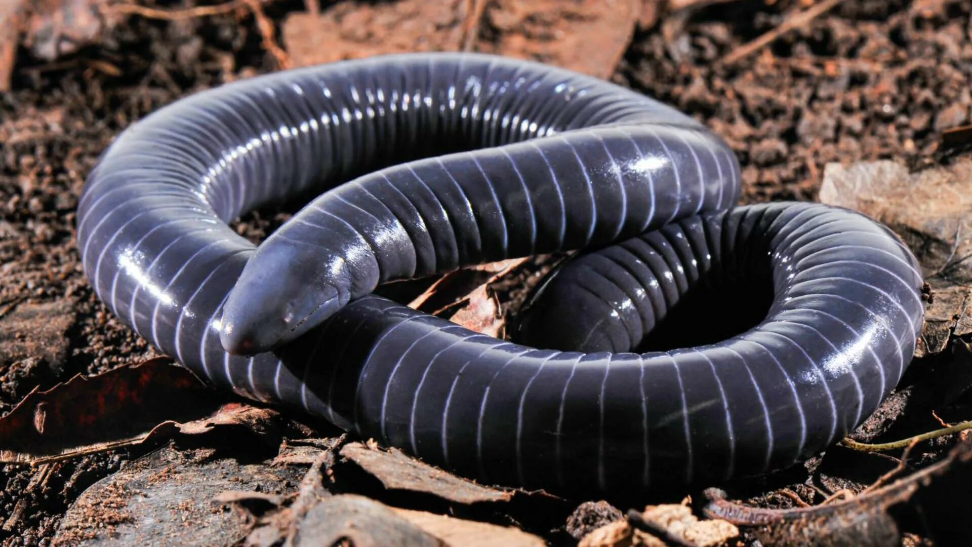 Отряд земноводных безногие червяга. Цейлонский рыбозмей. Червяга скелет. Отряд безногие червяги. Безногие амфибии червяги.