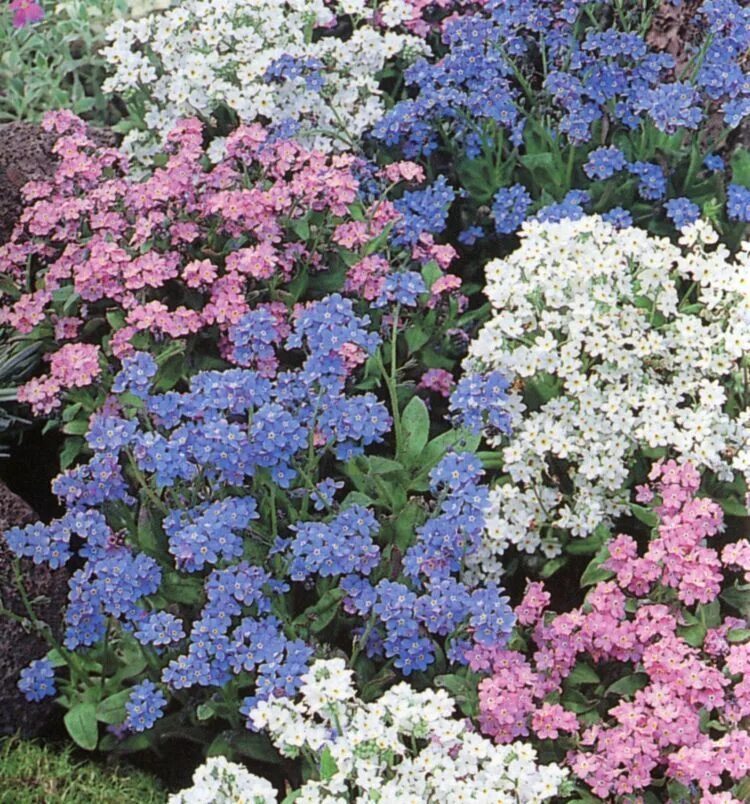 Незабудка смесь. Незабудка Альпийская (Myosotis alpestris). Незабудка смесь окрасок Альпийская.