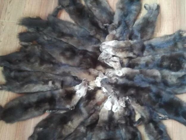 Хвост песца натуральный. Шкурка чернобурки. Продать мех. Кусок меха. Гибрид енота и песца мех.