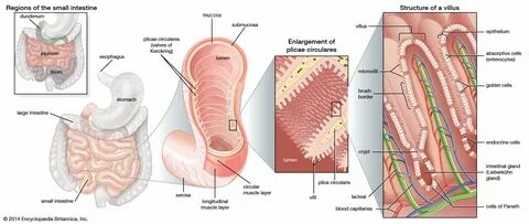 ...what do cells do, cells in the human body, animal cells, plant cells, ce...