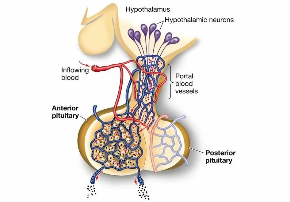 Артерии гипофиза. Pituitary:pituitary Gland. Гипоталамус. Гипоталамус и гипофиз. Гипофиз анатомия.