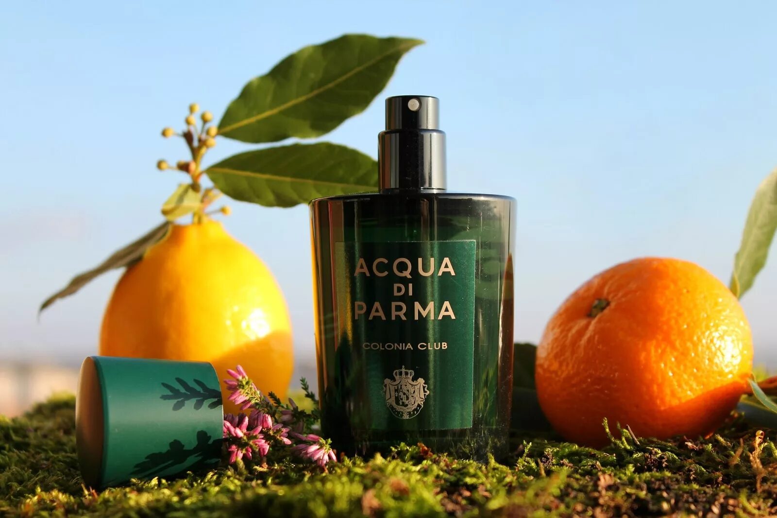 Acqua di Parma цитрусовый. Acqua di Parma цитрус. Acqua di Parma Colonia Club реклама. Аква ди Парма ароматы. Что означает туалетная вода