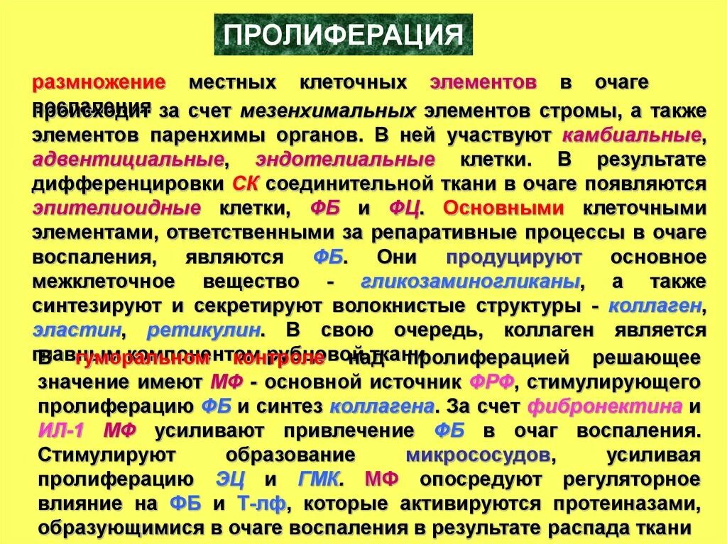 В очаге острого воспаления нейтрофилы секретируют. Пролиферация воспаление. Клеточных элементов в очаге воспаления. Пролиферация клеток в очаге воспаления. Процессы пролиферации в очаге воспаления стимулируют.