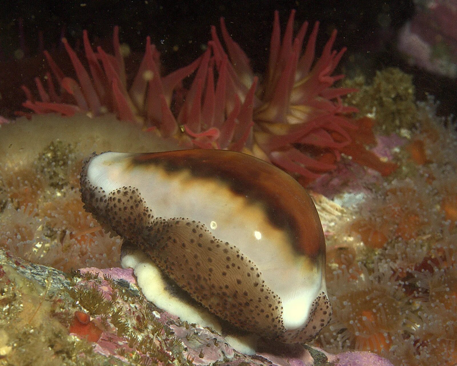 двустворчатые моллюски жемчужница. ципрея моллюск. моллюски мидии устрицы гребешки. мидия моллюск. улитка королевский стромбус.