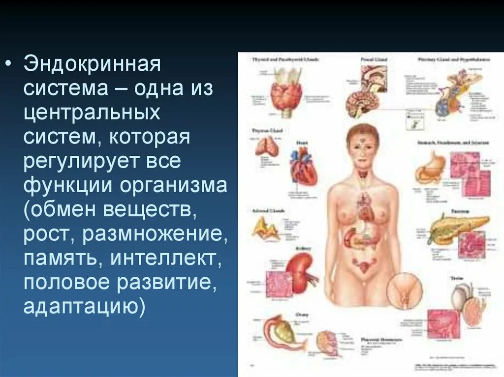 Эндокринная система. Органы эндокринной системы. Эндокринная система человека заболевания. Эндокринная система человека анатомия. Заболевания эндокринных органов