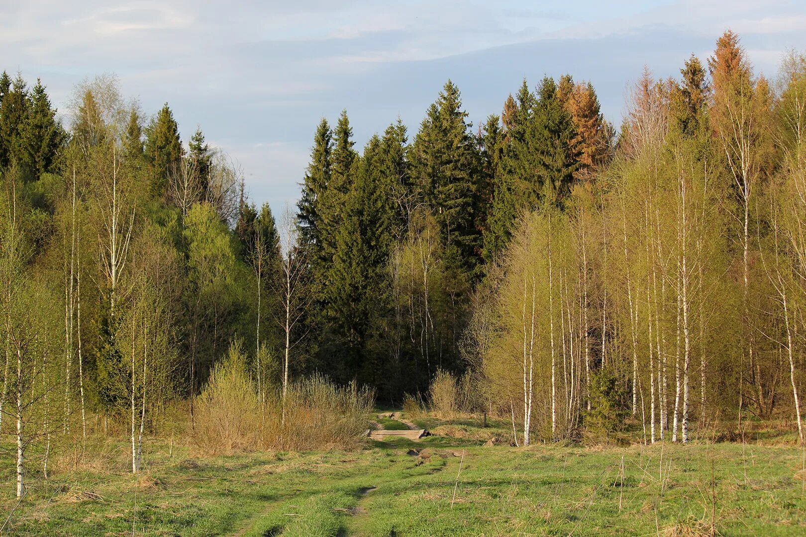 Другие сели в лесах. Опушка леса. Деревня Заручьево. Опушка село Россия. Деревня Заручьево Тверская область.