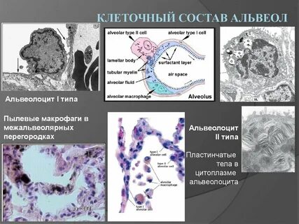 Органов дыхания клетки