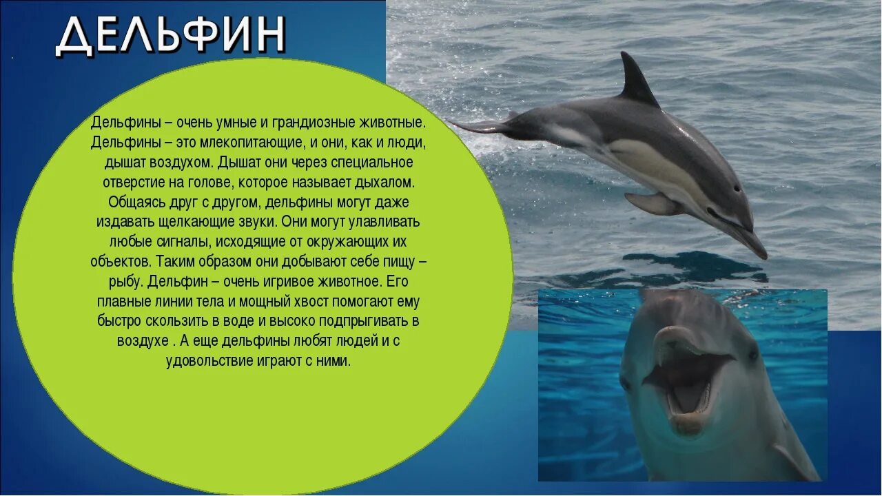 Доклад про дельфинов. Рассказ о дельфине. Дельфины описание. Интересное о дельфинах. Впр текст про дельфинов