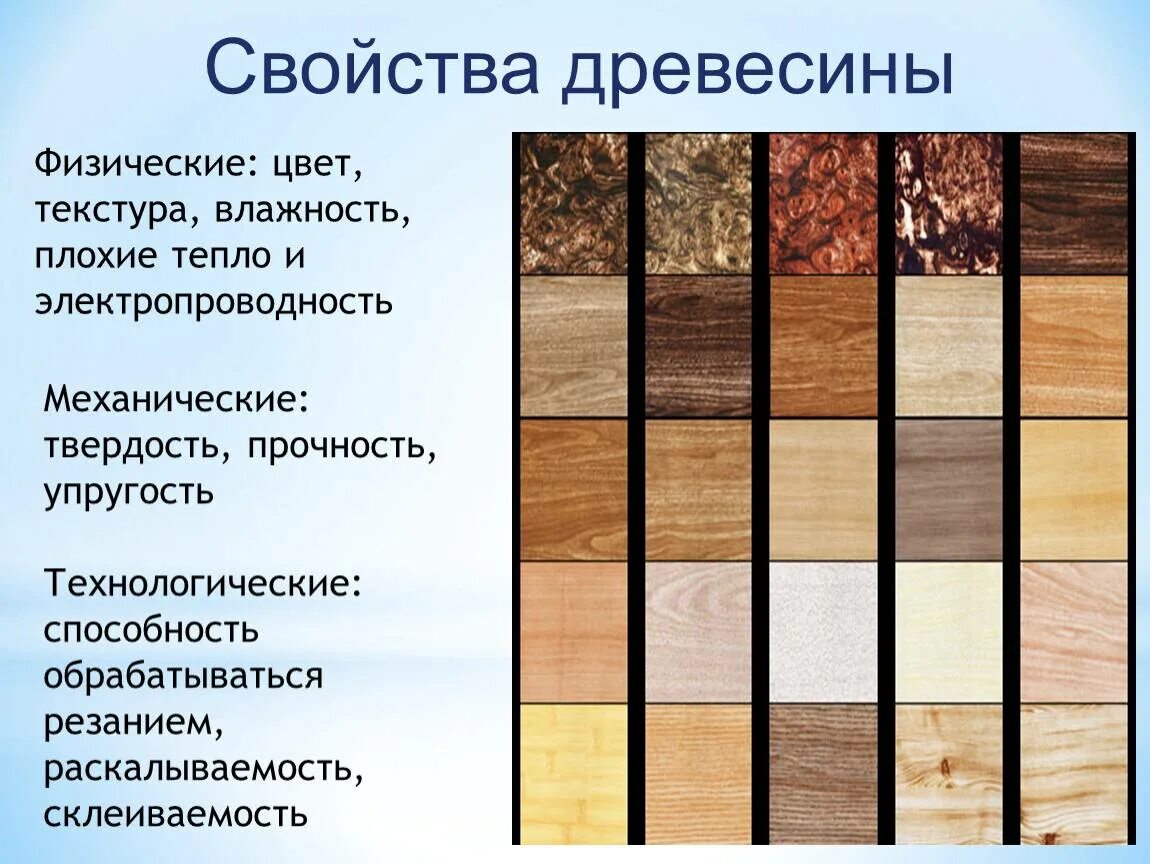 Породы деревьев названия. Свойства древесины. Свойства древесины основное. Основные типы древесины. Перечислите породы древесины.